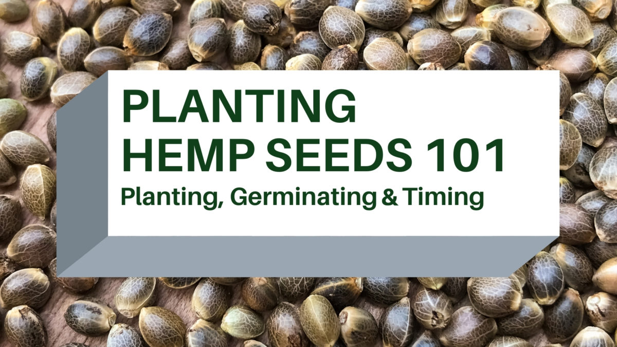 Planting Hemp Seeds 101 Germinating, Planting, & Timing Hunger